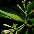 Bruguiera parviflora (Small-leafed Orange Mangrove)<br />Canon KDX + EFS60 F2.8 + SPEEDLITE 580EXII Bruguiera parviflora (Small-leafed Orange Mangrove)<br />Canon KDX + EFS60 F2.8 + SPEEDLITE 580EXII